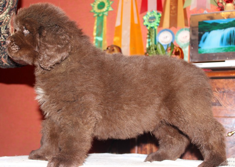 Фото: ньюфаундленд Nyesh Sollar Vind (Нэш Соллар Винд)