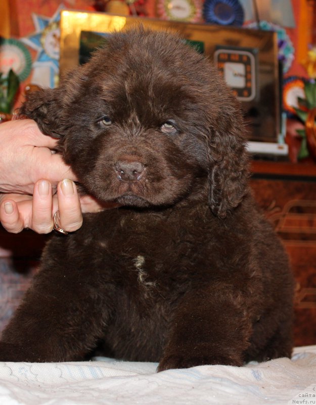 Фото: ньюфаундленд Nobl King May Lord Simba (Нобл Кинг Май Лорд Симба)