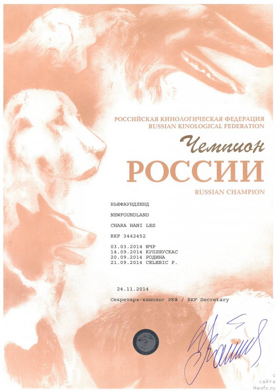 Фото: ньюфаундленд Chara Hani Les (Чара Хани Лес)