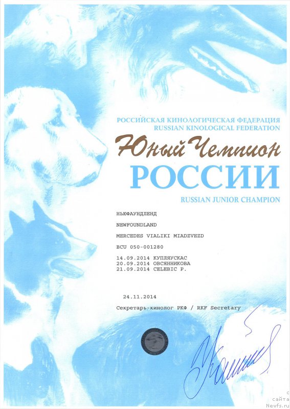 Фото: ньюфаундленд Mercedes Vialiki Miadzvedz (Мерседес Вялiкi Мядзведзь)