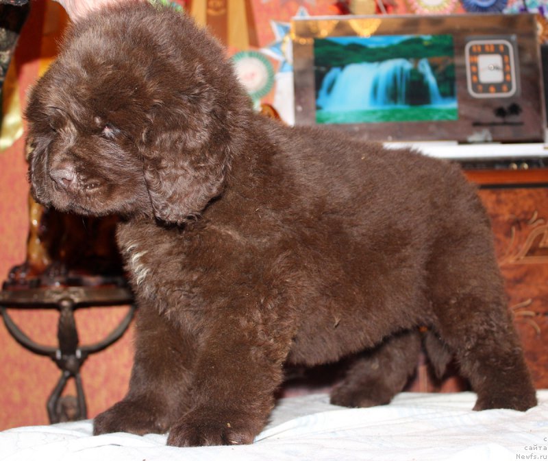 Фото: ньюфаундленд Nobl King May Lord Simba (Нобл Кинг Май Лорд Симба)