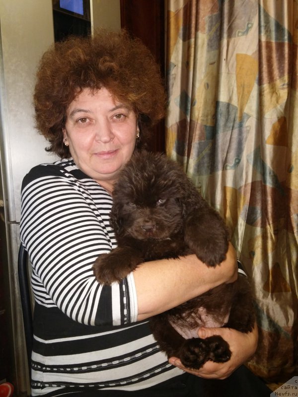 Фото: ньюфаундленд Naomi Tagoliri for Brouwnblood (Наоми Таголири фор Браунблад)