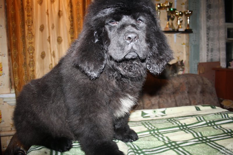 Фото: Черный Шарм Джуд Лоу