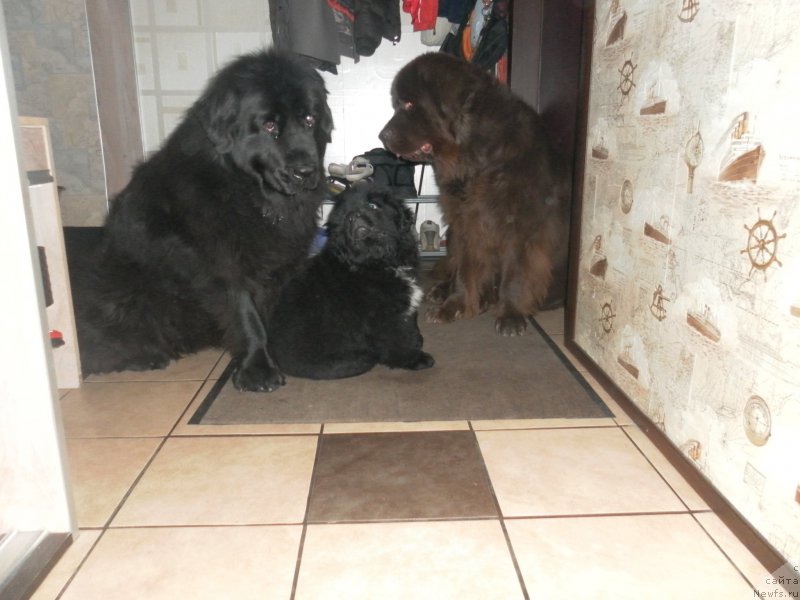 Фото: ньюфаундленд Ballada Zvezdnogo Dara s Berega Dona (Баллада Звездного Дара с Берега Дона), ньюфаундленд Masyanya Grand Byebi (Масяня Гранд Бэби), ньюфаундленд Ocharovashka s Berega Dona (Очаровашка с Берега Дона)