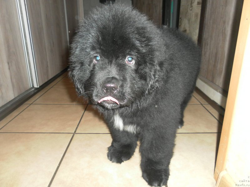 Фото: ньюфаундленд Ballada Zvezdnogo Dara s Berega Dona (Баллада Звездного Дара с Берега Дона)