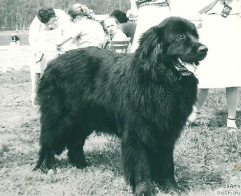 Фото: ньюфаундленд Teyla SHeyl Rich (Тейла Шейл Рич)