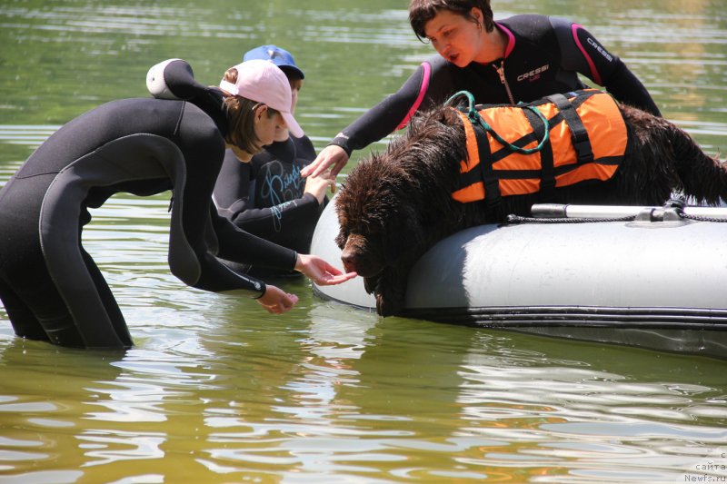 Фото: ньюфаундленд Velikiy Medved' Kameliya (Великий Медведь Камелия), Anastasiya Kireeva (Анастасия Киреева)