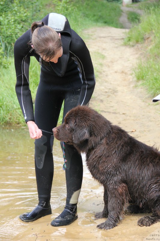 Фото: ньюфаундленд Chara Hani Les (Чара Хани Лес), Anastasiya Kireeva (Анастасия Киреева)