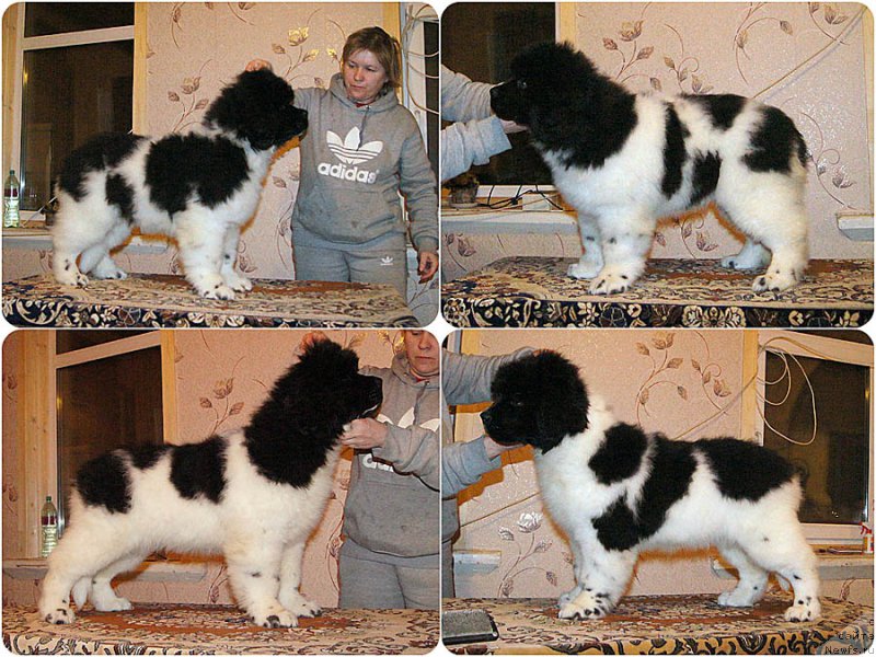 Фото: ньюфаундленд Super Bizon Melodiya (Супер Бизон Мелодия), ньюфаундленд Super Bizon Miroslava (Супер Бизон Мирослава)