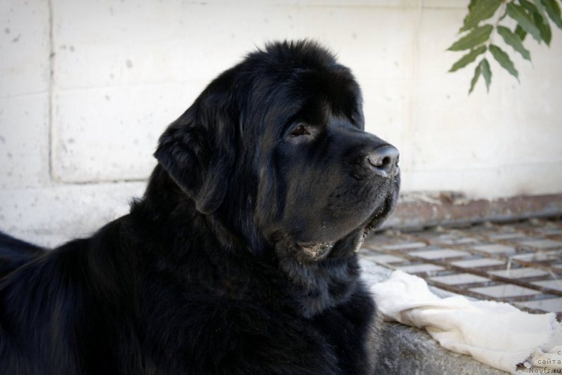 Фото: ньюфаундленд Zagadka Dominika Kara Deniz (Загадка Доминика Кара Дениз)