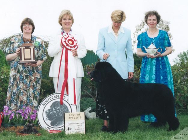 Фото: ньюфаундленд Seabrooks Juliette of Pooh Bear