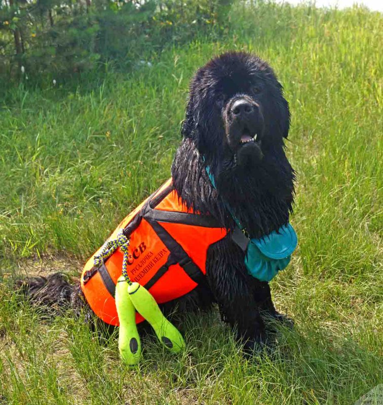 Фото: ньюфаундленд Rusalochka iz Plemeni Kedra (Русалочка из Племени Кедра)