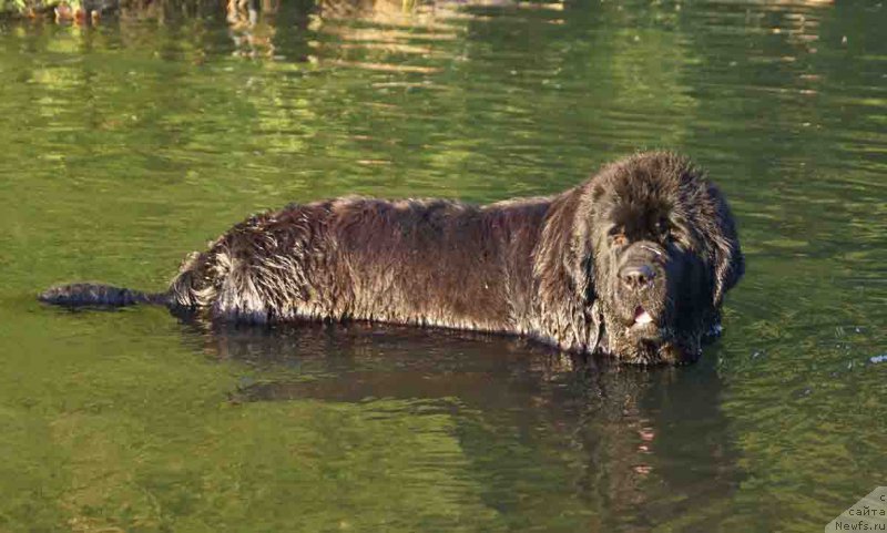 Фото: ньюфаундленд Rusalochka iz Plemeni Kedra (Русалочка из Племени Кедра)