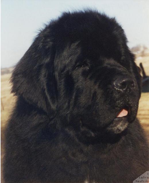 Фото: ньюфаундленд The Bombardier