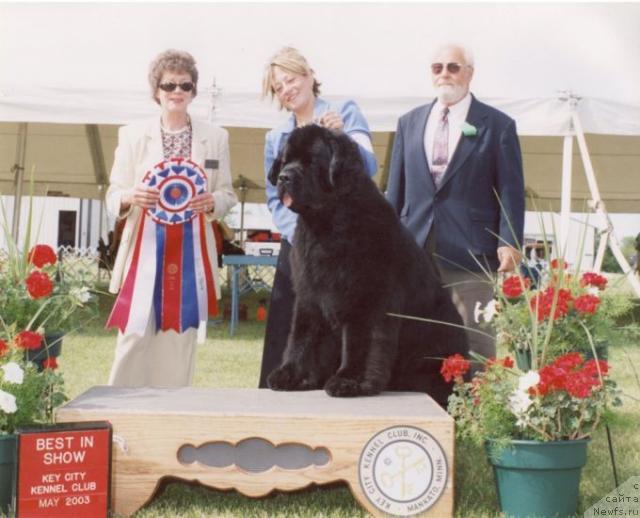 Фото: ньюфаундленд Seabrooks Steppin Out at Pooh Bear