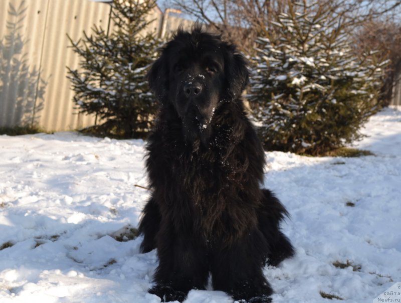 Фото: ньюфаундленд I'm Little Princess Midnight Bear