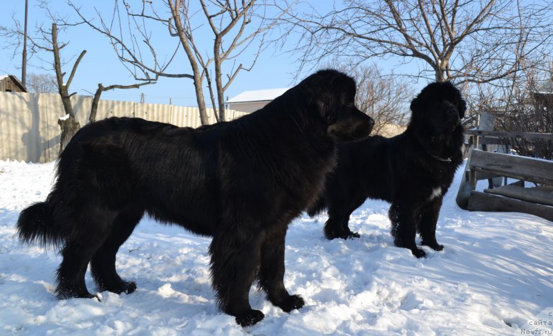 Фото: ньюфаундленд Talisman Morya Magiya Voln (Талисман Моря Магия Волн), ньюфаундленд Talisman Morya Mishel' (Талисман Моря Мишель)