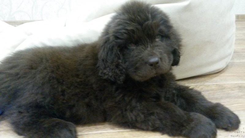 Фото: ньюфаундленд Nikol Gold Star (Николь Голд Стар)