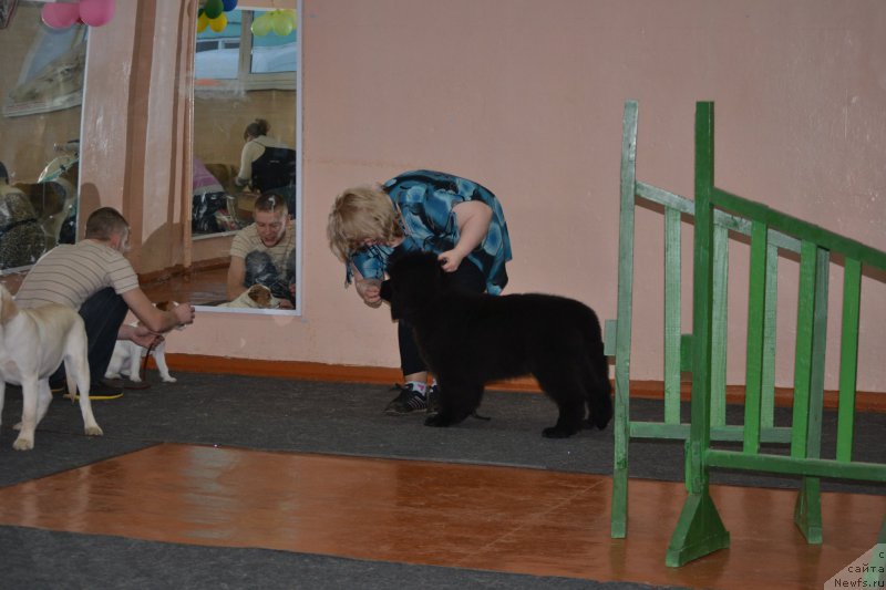 Фото: ньюфаундленд Nazar Vyatskiy Medved (Назар Вятский Медведь), Elena Votchal (Елена Вотчал)