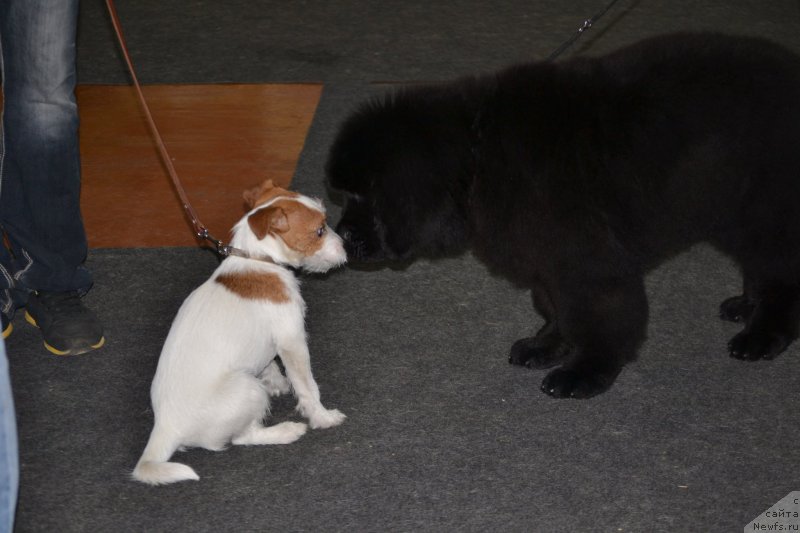 Фото: ньюфаундленд Nazar Vyatskiy Medved (Назар Вятский Медведь)