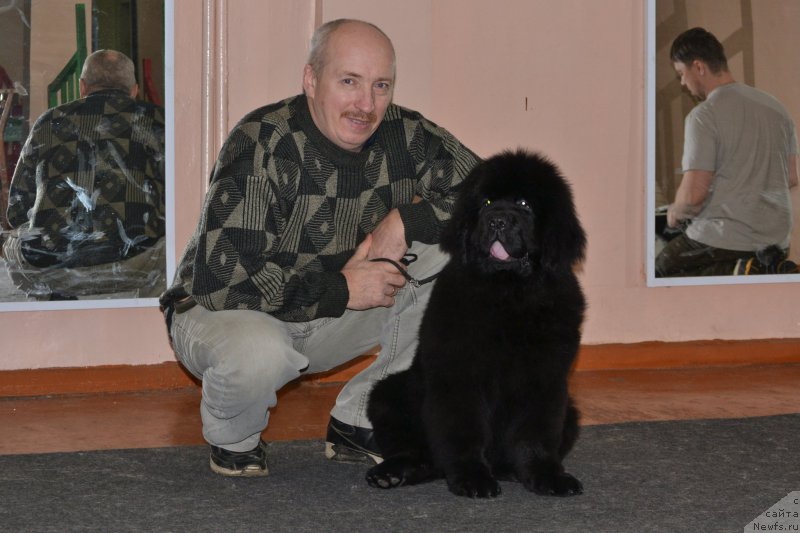 Фото: ньюфаундленд Nazar Vyatskiy Medved (Назар Вятский Медведь), Aleksey Votchal (Алексей Вотчал)