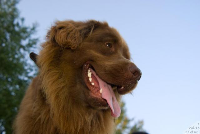 Фото: ньюфаундленд Lesnaya Skazka Izol'da (Лесная Сказка Изольда)