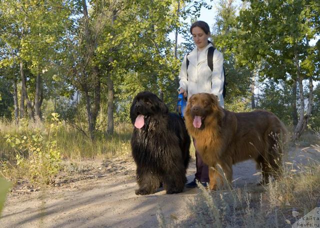Фото: ньюфаундленд Ygan s Toyanova Gorodka (Юган с Тоянова Городка), Nadejda Momot (Надежда Момот), ньюфаундленд Lesnaya Skazka Izol'da (Лесная Сказка Изольда)