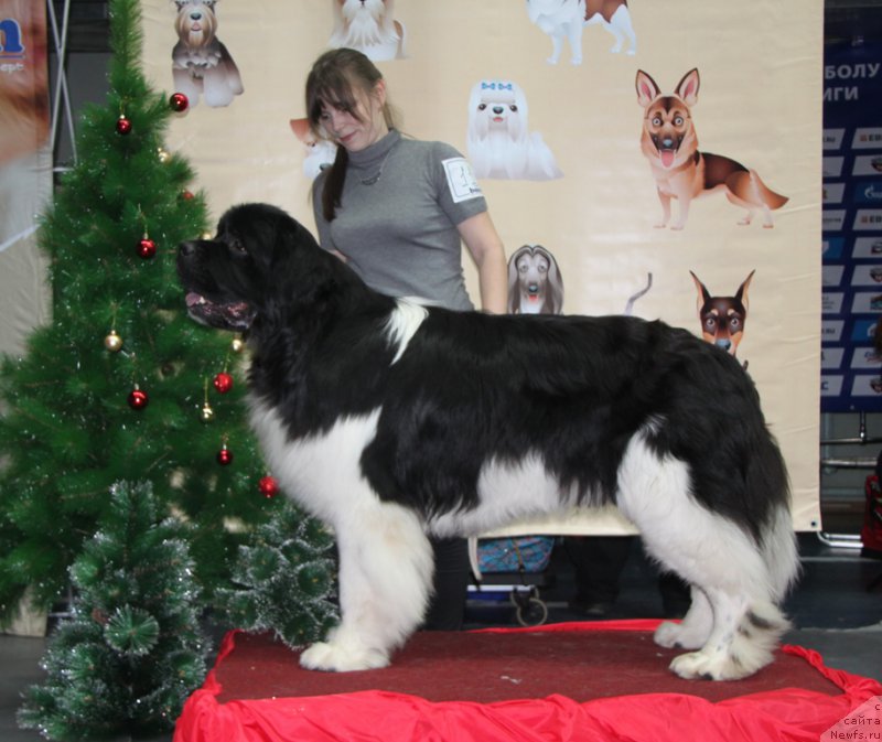 Фото: ньюфаундленд Akvian Song Kroun Royal (Аквиан Сонг Кроун Роял)