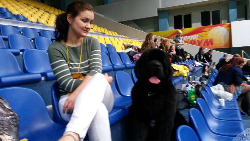 Фото: ньюфаундленд Akvian Song Lars Berger (Аквиан Сонг Ларс Бергер)