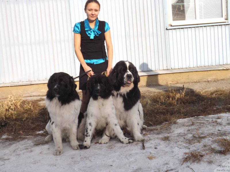 Фото: Слева направо :, ньюфаундленд Fluffy Avalanche neck or Nothing (Флюфи Аваланч Неск ор Нотхинг), ньюфаундленд Fluffy Avalanche Civilization (Флюфи Аваланч Цивилизация), ньюфаундленд Fluffy Avalanch Surpassing All Expektations (Флюфи Аваланч Сурпассинг Алл Експестатионс)