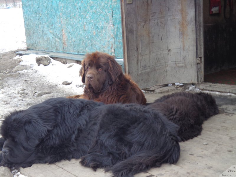 Фото: ньюфаундленд Super Premium Mikado (Супер Премиум Микадо), ньюфаундленд N'yufort YU'Severino (Ньюфорт Ю'Северино), ньюфаундленд Viktorius Smayl (Викториус Смайл)