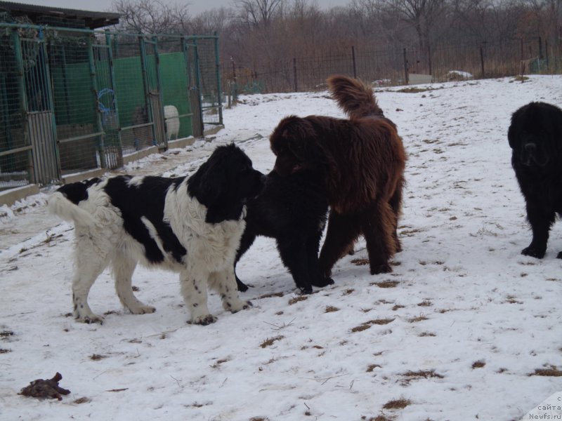 Фото: ньюфаундленд Super Premium Litoniel Vallaninor (Супер Премиум Литониэль Валланинор), ньюфаундленд N'yufort YU'Severino (Ньюфорт Ю'Северино), ньюфаундленд Viktorius Smayl (Викториус Смайл)