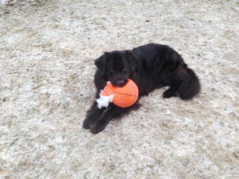 Фото: ньюфаундленд Bonni Flayt (Бонни Флайт)