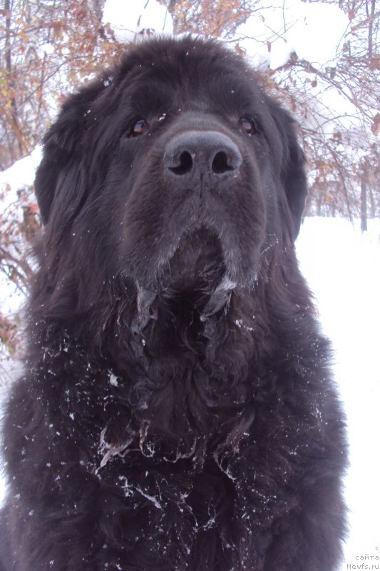 Фото: ньюфаундленд Miranda (Миранда)