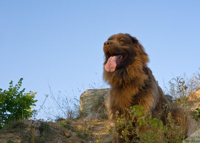 Фото: ньюфаундленд Lesnaya Skazka Izol'da (Лесная Сказка Изольда)