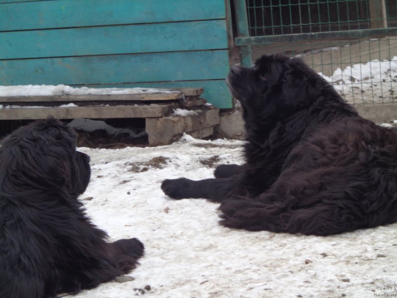 Фото: ньюфаундленд Viski Red Label Veps (Виски Ред Лейбл Вепс), ньюфаундленд Super Premium Nao Del Trato (Супер Премиум Нао Дел Трато)