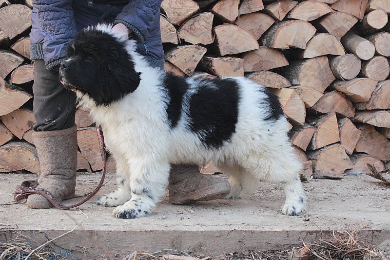 Фото: ньюфаундленд Super Bizon Malina (Супер Бизон Малина)