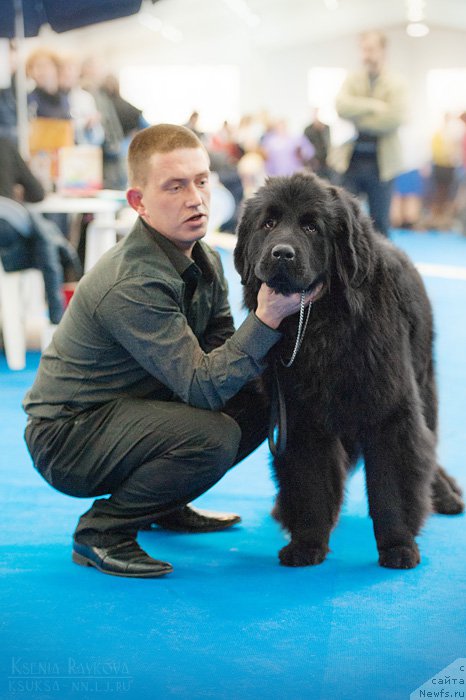 Фото: ньюфаундленд N'yu-Pom-SHir Ayken Digas (Нью-Пом-Шир Айкен Дигас), Антон Громов