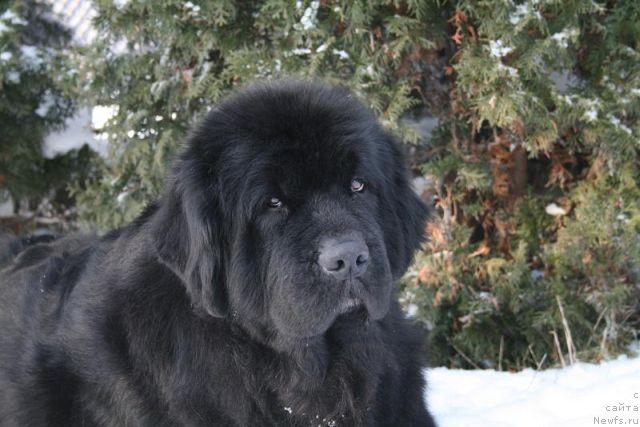 Фото: ньюфаундленд Kispest-Kertvarosi Indy