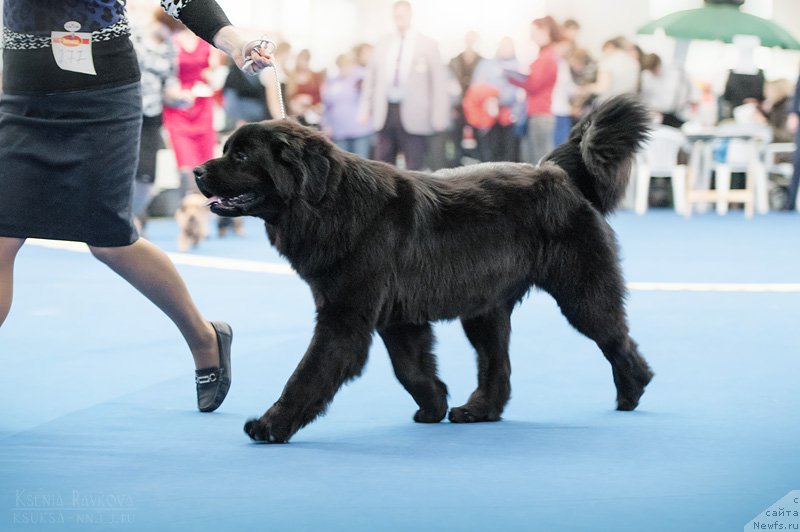 Фото: ньюфаундленд New-Pom-Shire Ankaria Vuori (Нью-Пом-Шир Анкария Вуори), Елена Игнатова