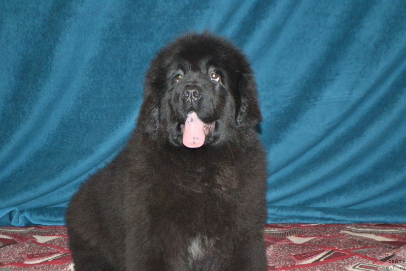 Фото: ньюфаундленд Mnogolikaya Boginya Manifik (Многоликая Богиня Манифик)