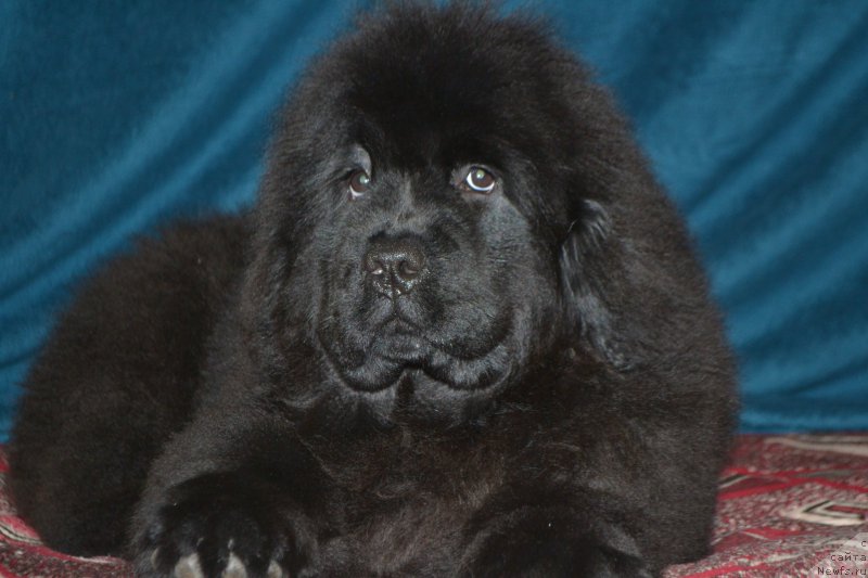 Фото: ньюфаундленд Mnogolikaya Boginya Manifik (Многоликая Богиня Манифик)