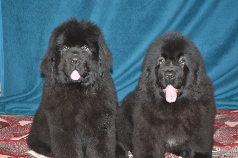 Фото: ньюфаундленд Mnogolikaya Boginya Manifik (Многоликая Богиня Манифик), ньюфаундленд Nazar Vyatskiy Medved (Назар Вятский Медведь)