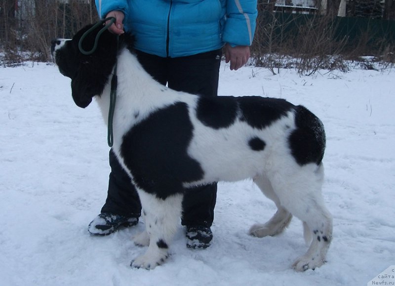 Фото: ньюфаундленд Mag Ispolin Obi-Van Kenobi (Маг Исполин Оби-Ван Кеноби)