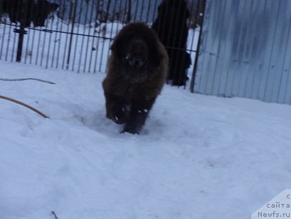 Фото: ньюфаундленд Brownblood MSK Hakim Gold Haydar (Браунблад МСК Хаким Голд Хайдар)