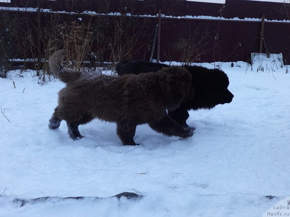 Фото: ньюфаундленд Brownblood MSK Hakim Gold Haydar (Браунблад МСК Хаким Голд Хайдар)