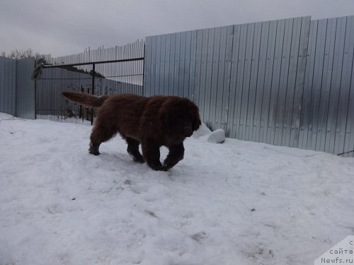 Фото: ньюфаундленд Brownblood MSK Hakim Gold Haydar (Браунблад МСК Хаким Голд Хайдар)