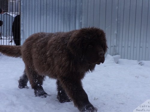 Фото: ньюфаундленд Brownblood MSK Hakim Gold Haydar (Браунблад МСК Хаким Голд Хайдар)