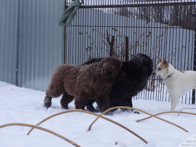 Фото: ньюфаундленд Brownblood MSK Hakim Gold Haydar (Браунблад МСК Хаким Голд Хайдар)