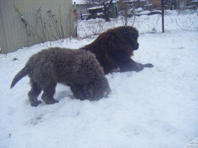 Фото: ньюфаундленд Ezhevika Lilovaya Yagodka Super Mishka